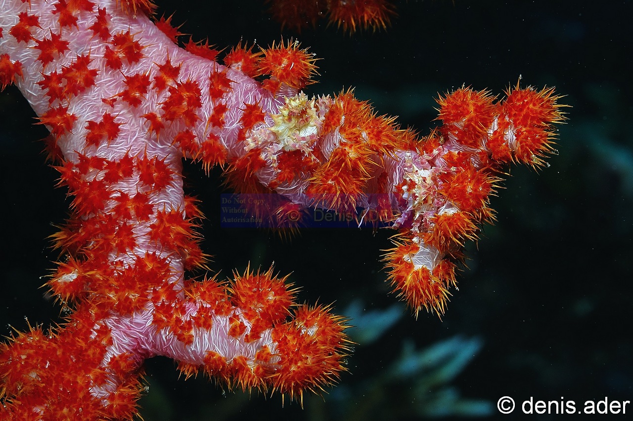 Dendronephthya sp-Hoplophrys oatesii Komodo Sebayor-13m-20160810-Denis-ADER-DSC_1507_tn.jpg